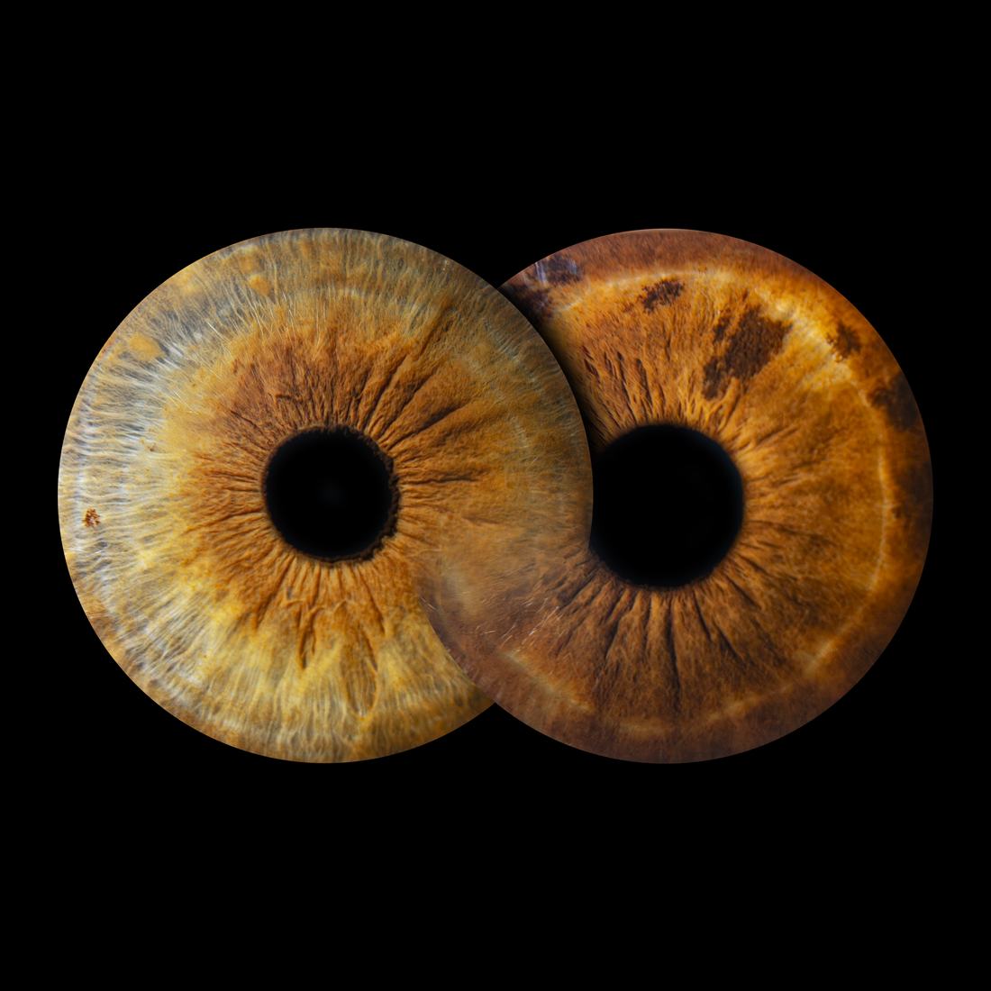 Obra dúo con dos iris superpuestos en estilo infinito, 30 × 30 cm